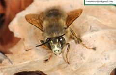 Anthophora villosula