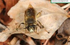 Anthophora villosula