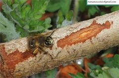 Anthophora villosula