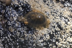 Lucapina