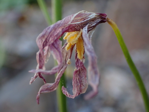 Image of Erythronium pusaterii by (c) Ryan Donnelly, some rights reserved (CC BY)