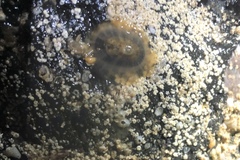 Lucapina