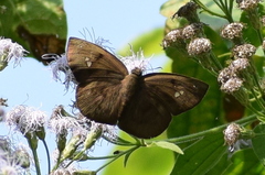 Tagiades japetus
