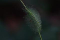 Euthalia aconthea