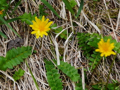 Aposeris foetida