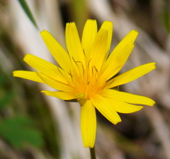 Aposeris foetida