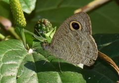 Ypthima baldus