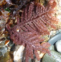 Neoptilota densa