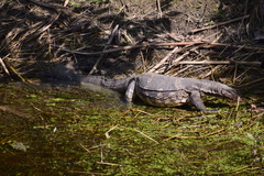 Varanus salvator