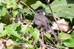 Rhipidura albicollis