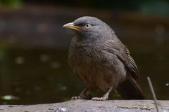 Argya striata