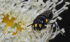 Hylaeus honestus