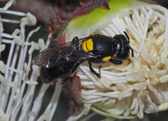 Hylaeus honestus