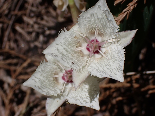 Image of Calochortus westonii by (c) Ryan Donnelly, some rights reserved (CC BY)