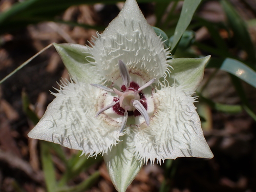 Image of Calochortus westonii by (c) Ryan Donnelly, some rights reserved (CC BY)
