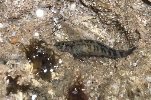 Tepalcate clingfish (Gobiesox pinniger) — Gobiesocidae — 4