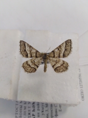 Isturgia murinaria
