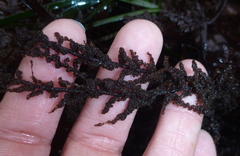 Callithamnion pikeanum