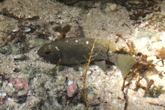 Girella simplicidens