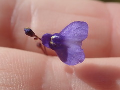 Utricularia biloba
