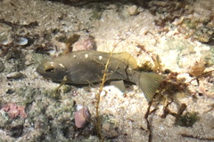 Girella simplicidens