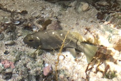 Girella simplicidens