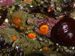 Balanophyllia elegans