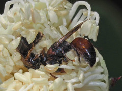 Hylaeus proximus