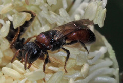 Hylaeus proximus