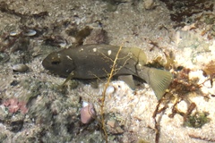 Girella simplicidens