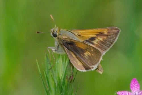 Crossline Skipper