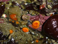 Balanophyllia elegans