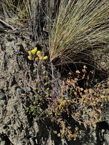 Calceolaria parvifolia (Calceolaria parvifolia)