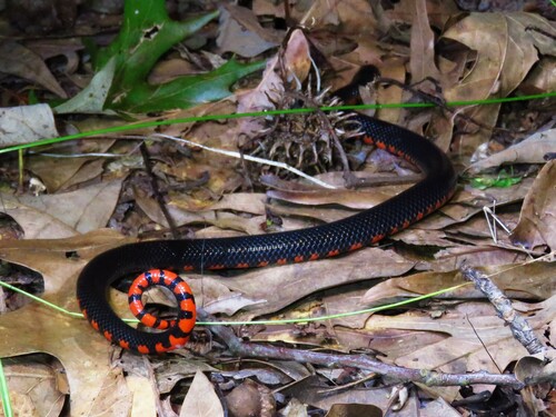 Mud Snake, Farancia abacura