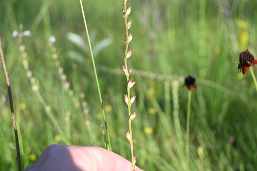 Image of Physostegia godfreyi by (c) Jody Shugart, some rights reserved (CC BY)