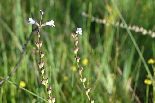 Image of Physostegia godfreyi by (c) Jody Shugart, some rights reserved (CC BY)