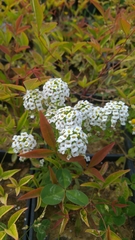 Magnoliopsida