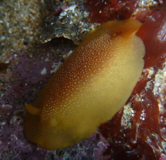 Doriopsilla albopunctata