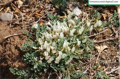 Astragalus scaberrimus