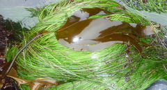 Laminaria setchellii