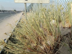 Cyperus conglomeratus