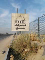 Cyperus conglomeratus