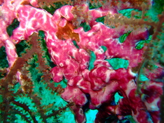 Didemnum membranaceum