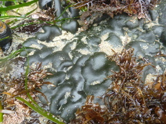 Codium setchellii