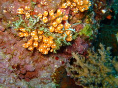 Pycnoclavella diminuta