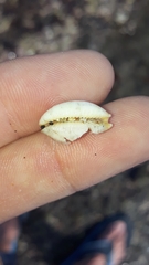 Staphylaea staphylaea