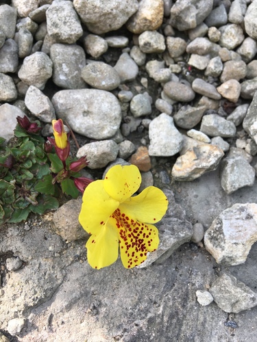 Mimulus × hybridus iNat (2)