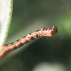 Lepidoptera