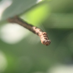 Lepidoptera