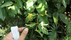 Lonicera hypoglauca